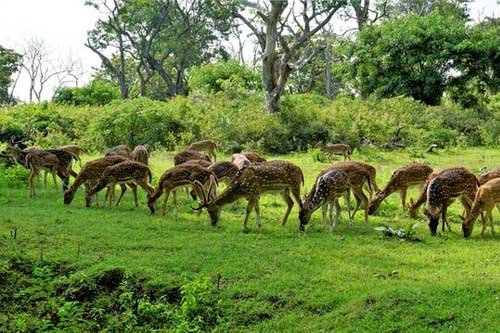 Mudumalai forest