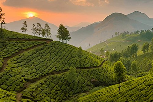 Munnar Tours